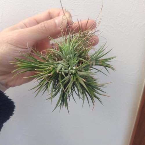 チランジア クランプ」の人気商品一覧 | 安い商品を通販サイトから探す